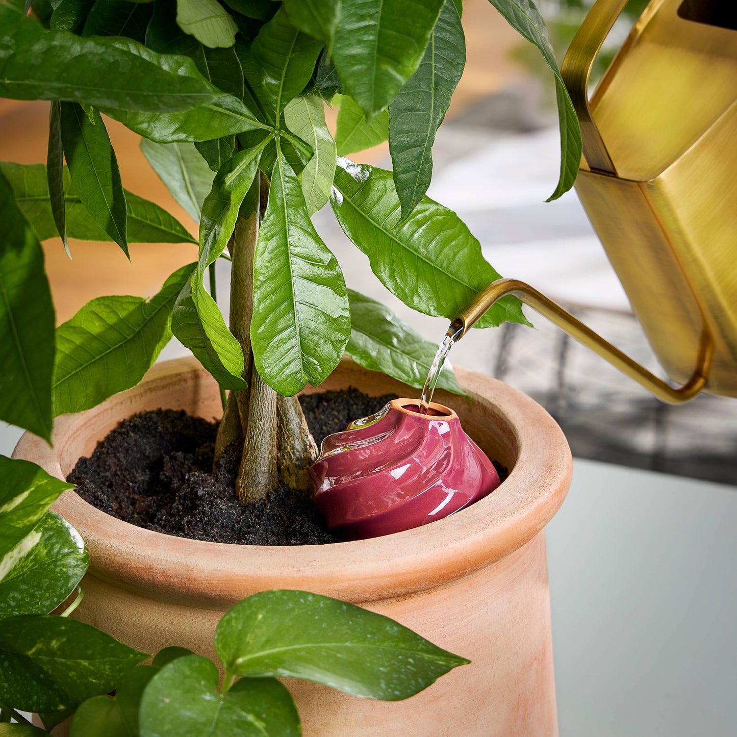 Terracotta Watering Bulb